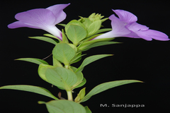 Barleria gibsonii